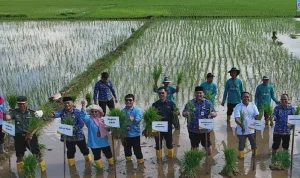 BRIN & PGN Angkat Padi Biosalin, Panen 176 Ton di Jepara, Solusi Ketahanan Pangan di Tengah Cuaca Ekstrem