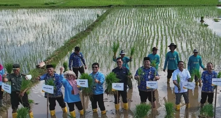 BRIN & PGN Angkat Padi Biosalin, Panen 176 Ton di Jepara, Solusi Ketahanan Pangan di Tengah Cuaca Ekstrem