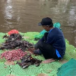 Dosen UNSRI Ungkap Alasan Ikan Sapu-sapu Tak Layak Dikonsumsi: Kontaminasi Logam Berat & Ancaman Kesehatan