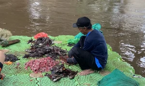 Dosen UNSRI Ungkap Alasan Ikan Sapu-sapu Tak Layak Dikonsumsi: Kontaminasi Logam Berat & Ancaman Kesehatan