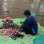 Dosen UNSRI Ungkap Alasan Ikan Sapu-sapu Tak Layak Dikonsumsi: Kontaminasi Logam Berat & Ancaman Kesehatan