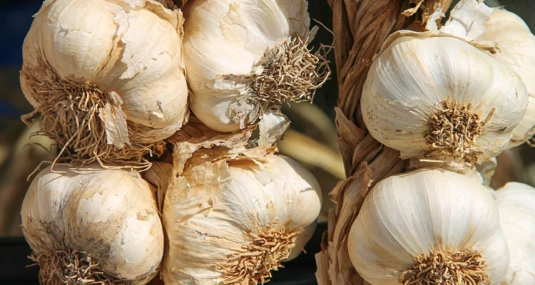 Fenomena Frieren: Dari Figuran Eksklusif hingga Cara Membekukan Bawang Putih dan Tantangan Kelas Dingin