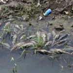 Ikan Sapu-sapu Masih Berkeliaran di Kali Cideng: Operasi Bersih-bersih, Ancaman Ekosistem, dan Kontroversi Konsumsi