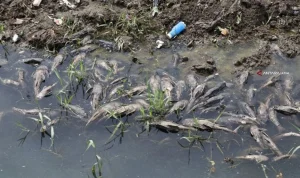 Ikan Sapu-sapu Masih Berkeliaran di Kali Cideng: Operasi Bersih-bersih, Ancaman Ekosistem, dan Kontroversi Konsumsi