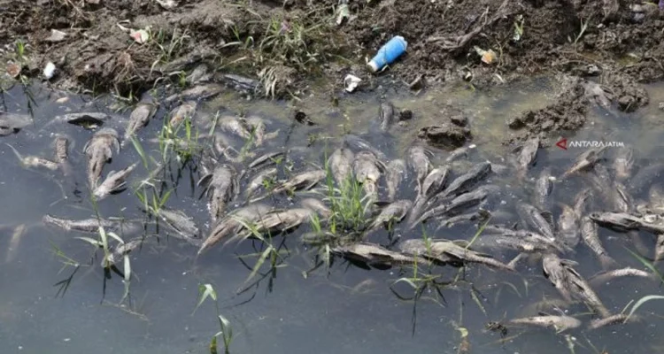 Ikan Sapu-sapu Masih Berkeliaran di Kali Cideng: Operasi Bersih-bersih, Ancaman Ekosistem, dan Kontroversi Konsumsi