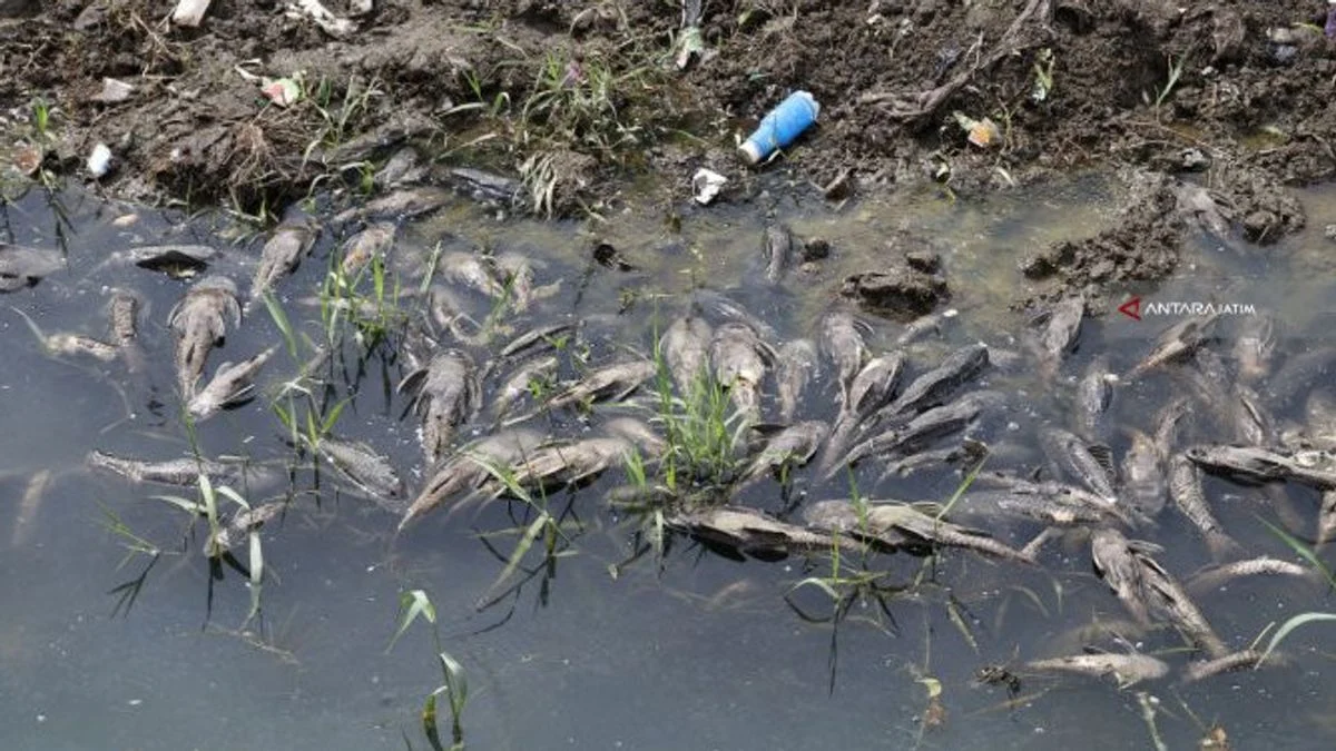 Ikan Sapu-sapu Masih Berkeliaran di Kali Cideng: Operasi Bersih-bersih, Ancaman Ekosistem, dan Kontroversi Konsumsi
