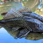 Pramono Anung Gelar Rapat Khusus, Wali Kota Dipesan Basmi Ikan Sapu-Sapu di Seluruh Jakarta