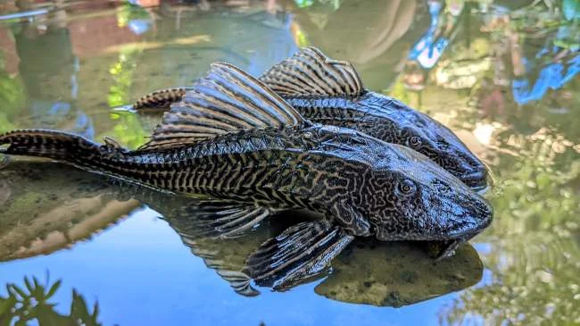 Pramono Anung Gelar Rapat Khusus, Wali Kota Dipesan Basmi Ikan Sapu-Sapu di Seluruh Jakarta
