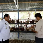 Santi Yusuf: 20 Tahun Bertahan di Dunia Peternakan Ayam Petelur Gorontalo