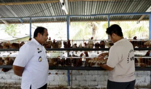 Santi Yusuf: 20 Tahun Bertahan di Dunia Peternakan Ayam Petelur Gorontalo
