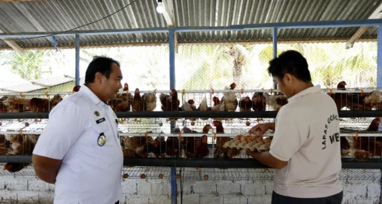 Santi Yusuf: 20 Tahun Bertahan di Dunia Peternakan Ayam Petelur Gorontalo