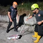 Trenggiling Masuk Rumah Warga di Pekanbaru, Damkar Bergerak Cepat Lakukan Evakuasi Darurat