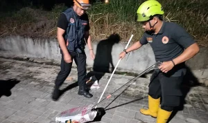 Trenggiling Masuk Rumah Warga di Pekanbaru, Damkar Bergerak Cepat Lakukan Evakuasi Darurat