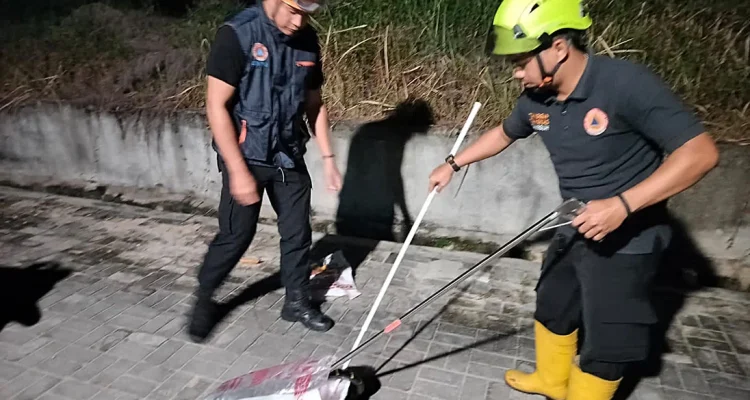 Trenggiling Masuk Rumah Warga di Pekanbaru, Damkar Bergerak Cepat Lakukan Evakuasi Darurat