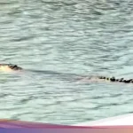 Buaya Beracun di Sungai Mandar Ditemukan Mati: Warga Ungkap Penyebab Racun Mematikan