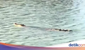 Buaya Beracun di Sungai Mandar Ditemukan Mati: Warga Ungkap Penyebab Racun Mematikan