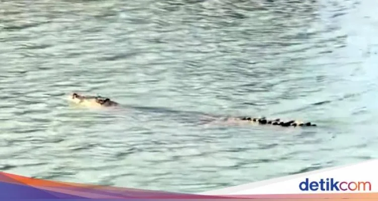 Buaya Beracun di Sungai Mandar Ditemukan Mati: Warga Ungkap Penyebab Racun Mematikan