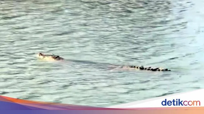 Buaya Beracun di Sungai Mandar Ditemukan Mati: Warga Ungkap Penyebab Racun Mematikan