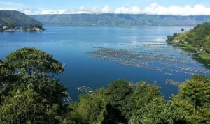 Danau Toba: Potensi Ikan Patin dan Antisipasi Kemarau