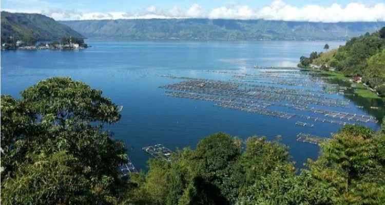 Danau Toba: Potensi Ikan Patin dan Antisipasi Kemarau