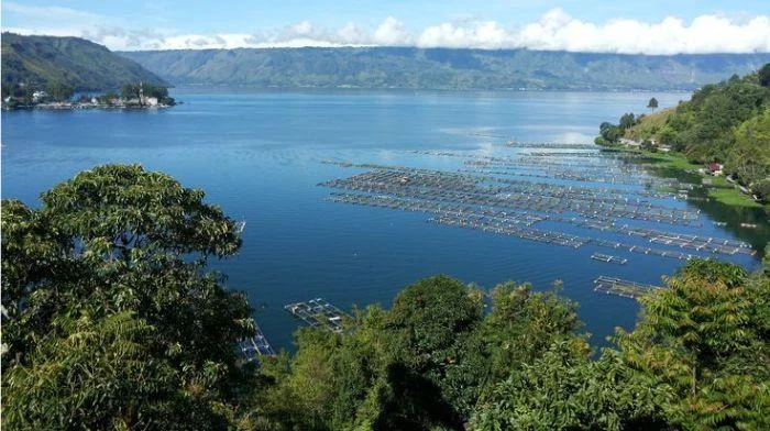Danau Toba: Potensi Ikan Patin dan Antisipasi Kemarau