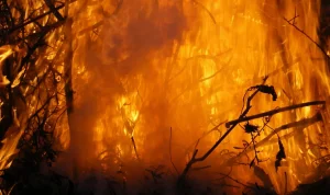Eropa "Terbakar" Rekor Panas: Era Fosil Mulai Retak, Apa Dampaknya?