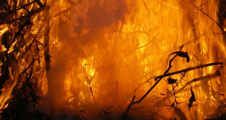 Eropa "Terbakar" Rekor Panas: Era Fosil Mulai Retak, Apa Dampaknya?
