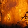 Eropa "Terbakar" Rekor Panas: Era Fosil Mulai Retak, Apa Dampaknya?