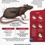Hantavirus: Gejala, Penyebab, dan Risiko Penularannya di Indonesia