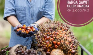 Harga Sawit Anjlok, Petani Merintih: Tahun Ajaran Baru Semakin Berat