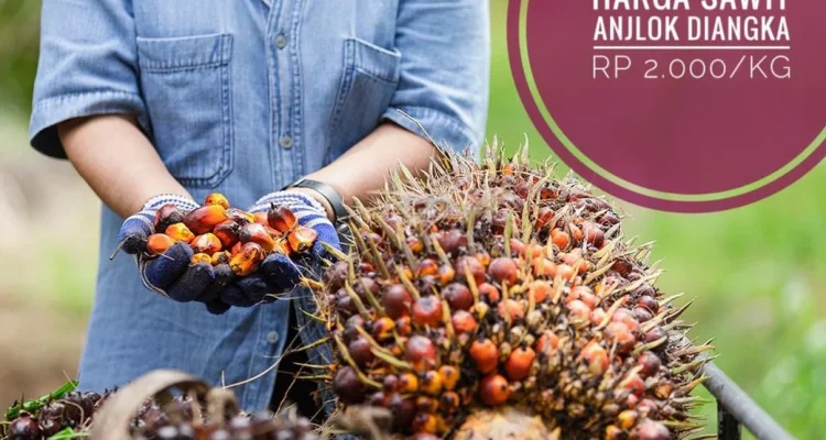 Harga Sawit Anjlok, Petani Merintih: Tahun Ajaran Baru Semakin Berat