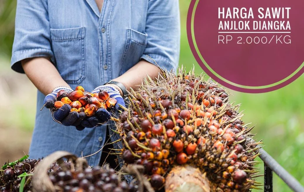 Harga Sawit Anjlok, Petani Merintih: Tahun Ajaran Baru Semakin Berat
