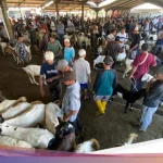 Idul Adha 2026: Harga Sapi Meroket, Pemeriksaan Hewan Kurban Ketat, dan Permintaan Kambing Melonjak di Jawa