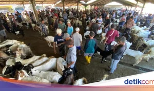 Idul Adha 2026: Harga Sapi Meroket, Pemeriksaan Hewan Kurban Ketat, dan Permintaan Kambing Melonjak di Jawa