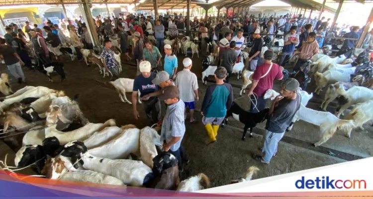 Idul Adha 2026: Harga Sapi Meroket, Pemeriksaan Hewan Kurban Ketat, dan Permintaan Kambing Melonjak di Jawa