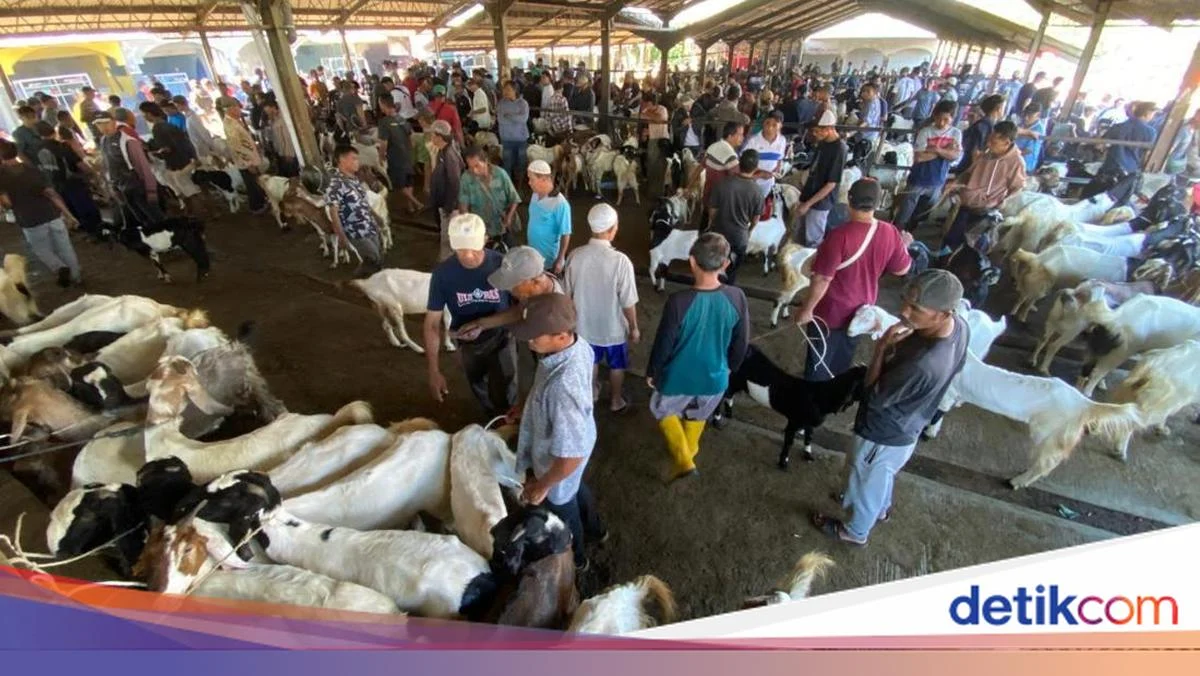 Idul Adha 2026: Harga Sapi Meroket, Pemeriksaan Hewan Kurban Ketat, dan Permintaan Kambing Melonjak di Jawa