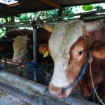 Kekayaan di Indonesia: Dari Sapi Kurban hingga Miliarder