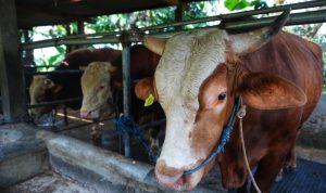 Kekayaan di Indonesia: Dari Sapi Kurban hingga Miliarder