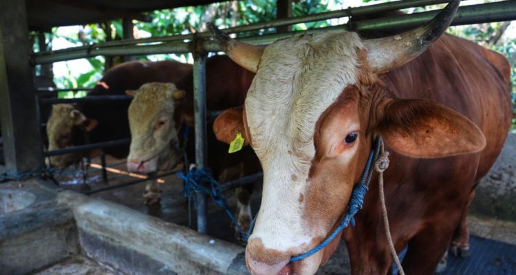Kekayaan di Indonesia: Dari Sapi Kurban hingga Miliarder
