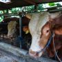 Kekayaan di Indonesia: Dari Sapi Kurban hingga Miliarder