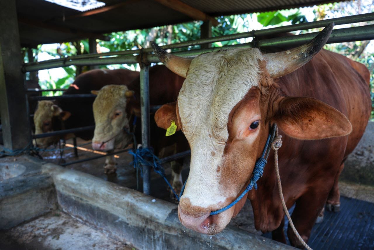 Kekayaan di Indonesia: Dari Sapi Kurban hingga Miliarder