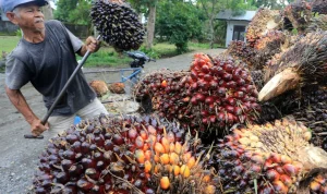 Kelapa Sawit Indonesia: Tantangan dan Peluang Menuju Indonesia Emas 2045
