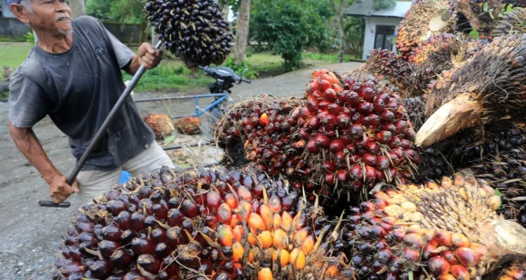 Kelapa Sawit Indonesia: Tantangan dan Peluang Menuju Indonesia Emas 2045