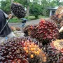 Kelapa Sawit Indonesia: Tantangan dan Peluang Menuju Indonesia Emas 2045