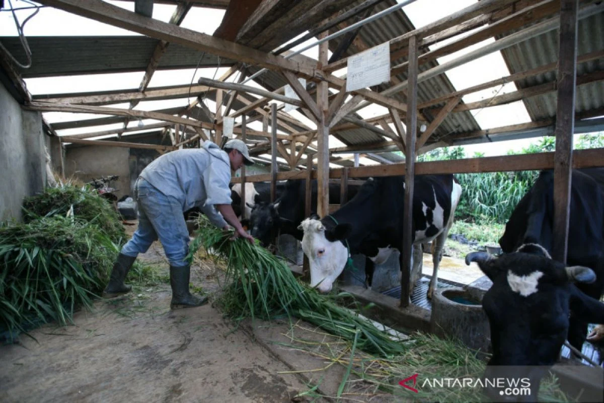 UGM Jadi Sorotan: Dari Rumah Peninggalan Prof Sardjito hingga Upaya Meningkatkan Produktivitas Peternak Sapi Perah