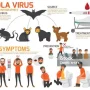 Wabah Ebola Kembali Muncul: Gejala, Penularan, dan Upaya Pencegahan
