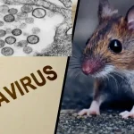 Waspada Hantavirus: 41 Orang Diawasi di AS, Apa yang Perlu Anda Ketahui?