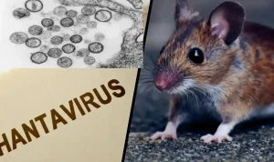 Waspada Hantavirus: 41 Orang Diawasi di AS, Apa yang Perlu Anda Ketahui?