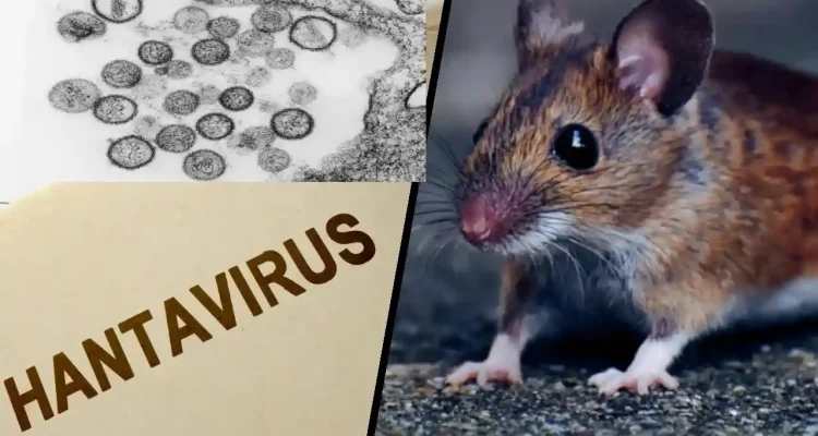 Waspada Hantavirus: 41 Orang Diawasi di AS, Apa yang Perlu Anda Ketahui?