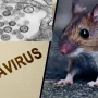 Waspada Hantavirus: 41 Orang Diawasi di AS, Apa yang Perlu Anda Ketahui?